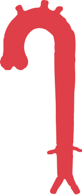 Anatomie de la paroi aortiqe